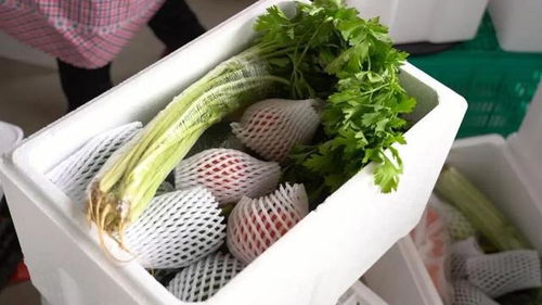 莘县 新鲜蔬菜每日供应上海 吉林市场