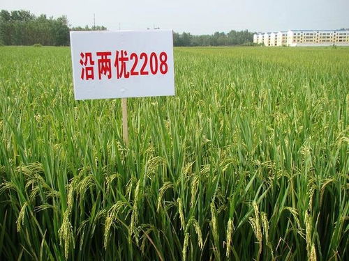 中国农业真正的龙头 六大农业企业,农业引领未来