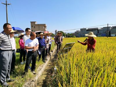 主要农作物良种覆盖率达99%!惠州力推优新品种